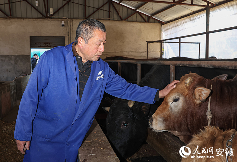 养殖户高声杰和他精心照料的旌德黄牛。人民网记者 张俊摄