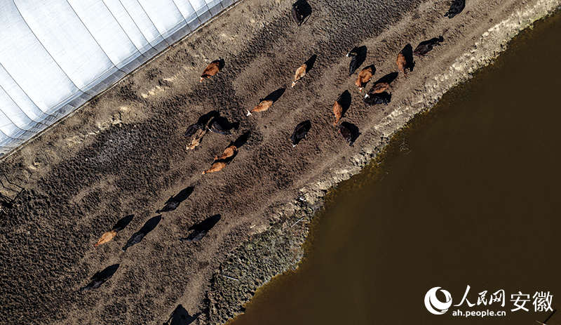 养殖基地，成群的黄牛在悠闲踱步。人民网记者 张俊摄