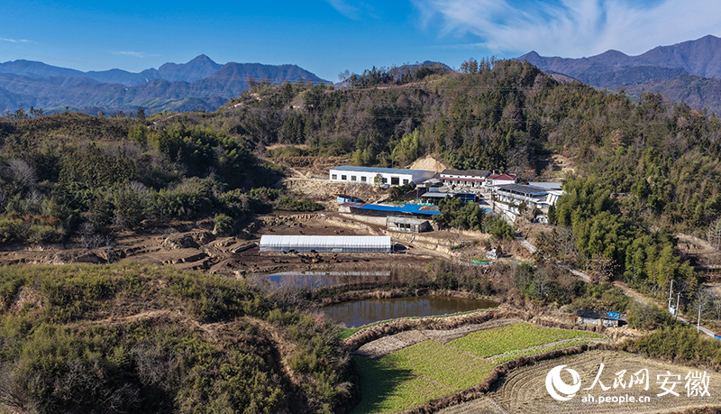 旌德县版书镇隐龙村，群山环抱的黄牛养殖基地。人民网记者 张俊摄
