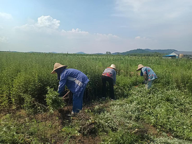蘇李村艾草收割場景。花山區委宣傳部供圖