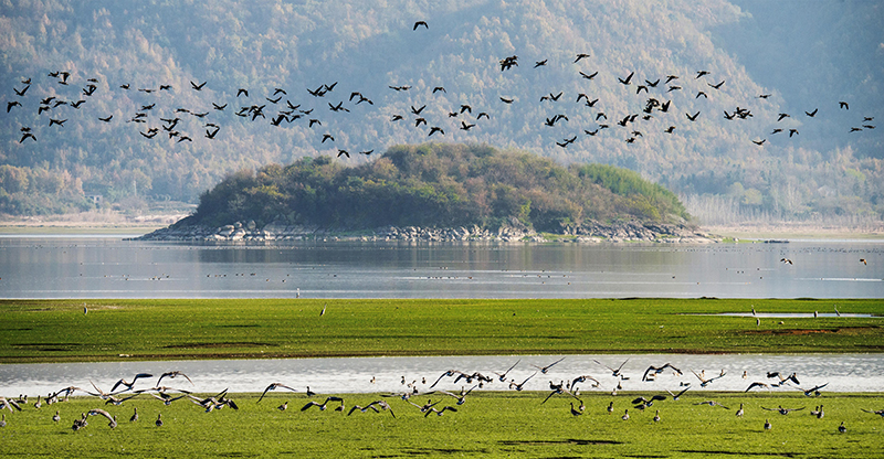 从AI防火到空气“卖钱”：安徽林业的创新密码
