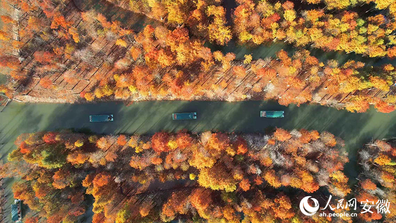 深秋的宁国落羽红杉林，景色如画。人民网 郭昊摄