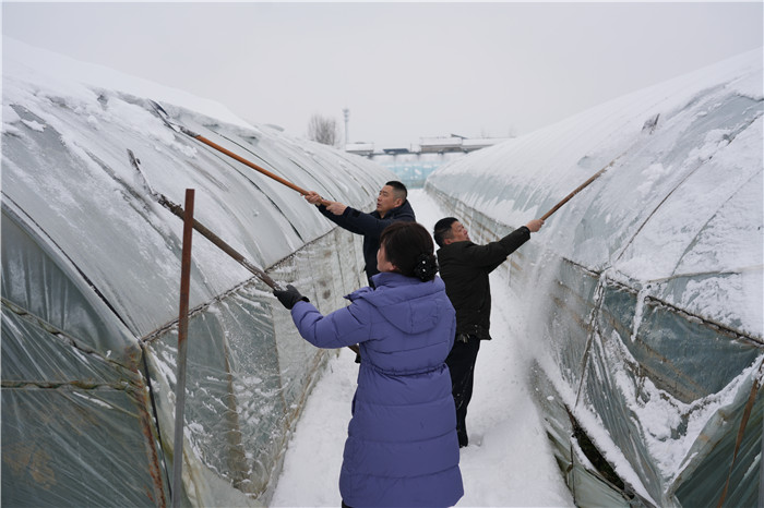裕安区农业农村局工作人员指导工人除雪。