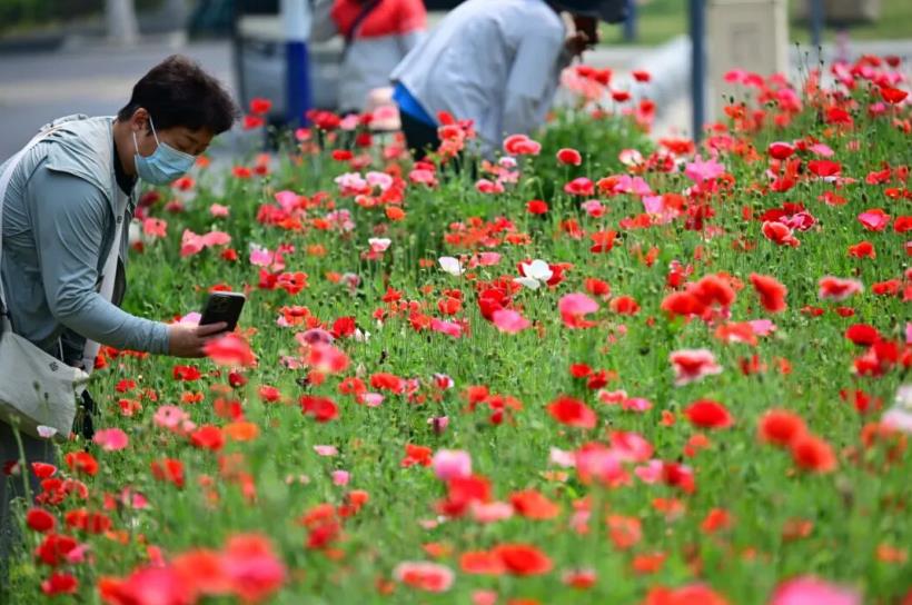 蜀西湖南岸“梦幻花海”虞美人。合肥高新区党政办供图