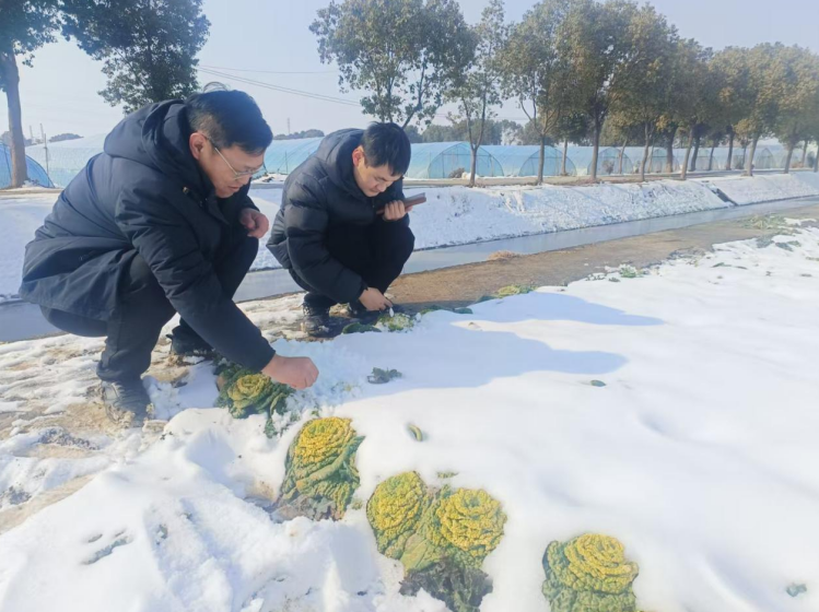 农业技术小分队深入种植大户田间地头。