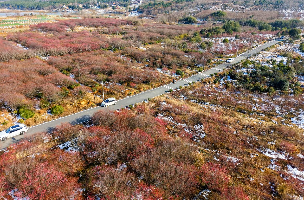 安徽庐江：六岗梅园 花开客来【2】