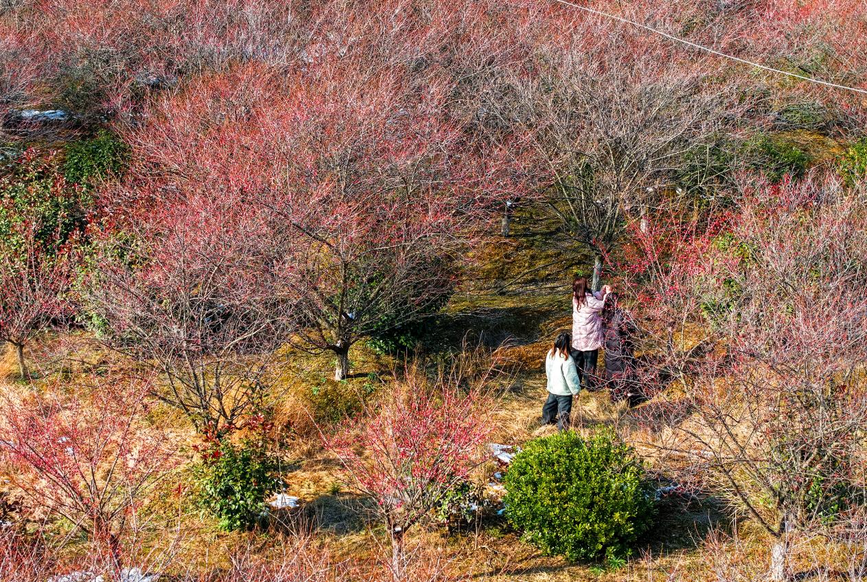 安徽庐江：六岗梅园 花开客来【3】