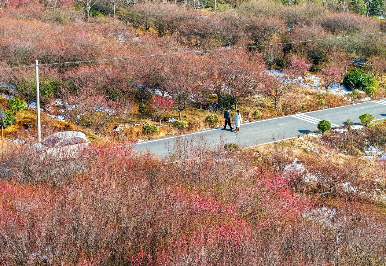 安徽庐江：六岗梅园 花开客来