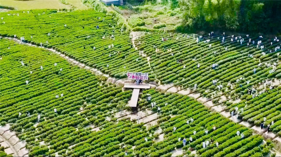 霍山片区化整合激活乡村振兴“一盘棋”。
