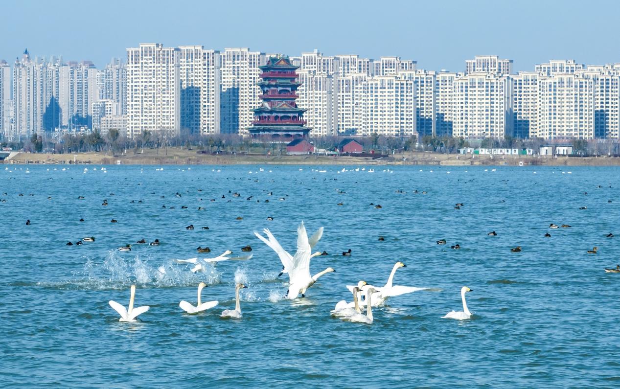 冬季滁州的明湖公园。滁州市委宣传部供图