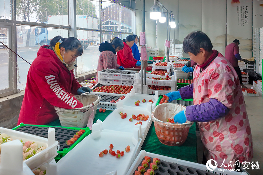 工人們正在對草莓進行分揀打包。人民網記者 王銳攝