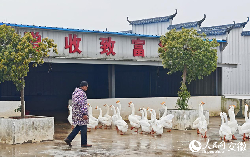 固镇镇村民管理养殖的皖西大白鹅,“书记帮您办”解决村民养殖中难题。人民网记者 周坤摄