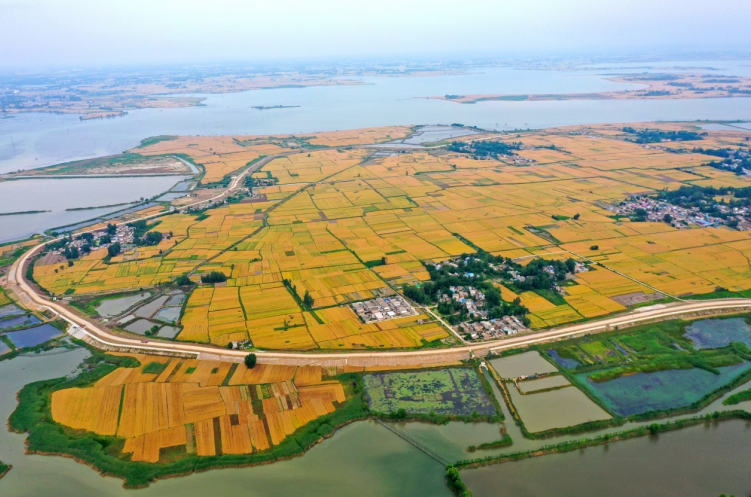 麦田丰景。王晓珂 摄