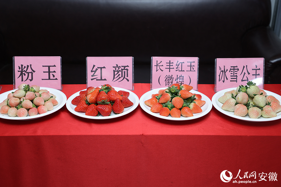 不同的草莓品种。人民网记者 王晓飞摄