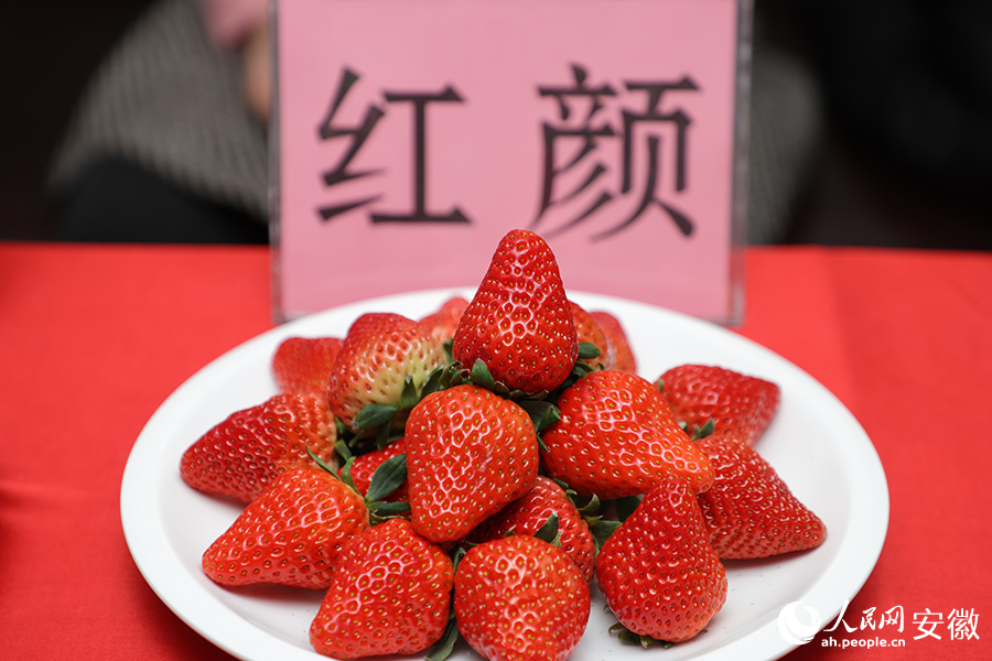 “红颜”草莓。人民网记者 王晓飞摄