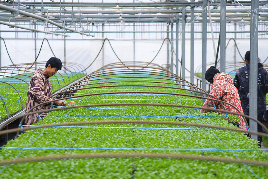 和县绿源蔬菜种植有限责任公司的育秧大棚。人民网记者 李希蒙摄