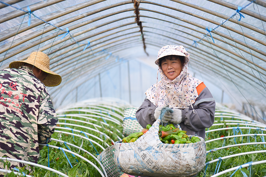 农户展示自家大棚里刚采摘的辣椒。人民网记者 李希蒙摄