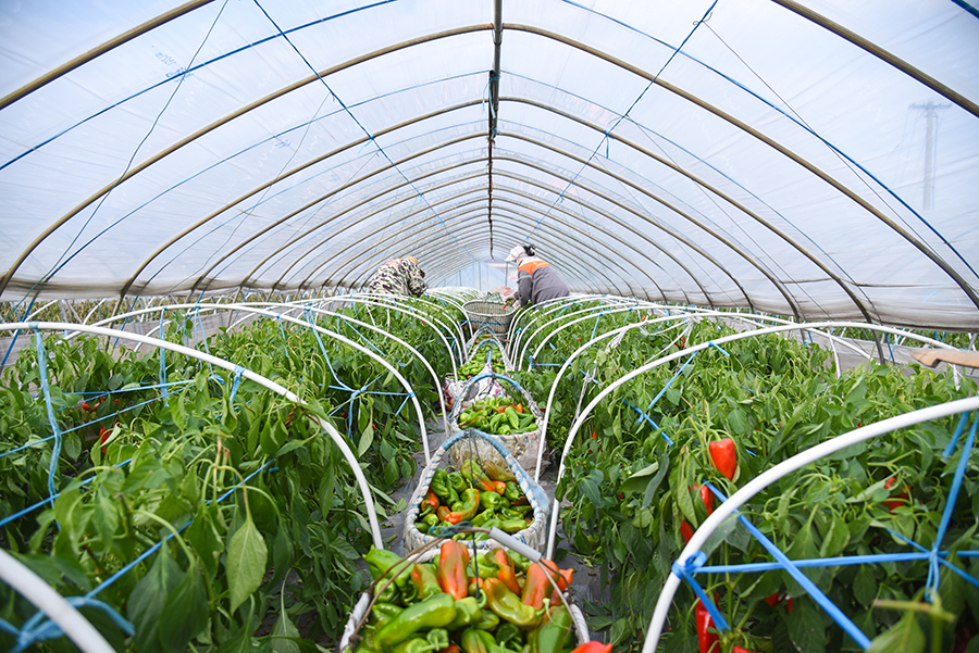 临近春节,安徽和县辣椒进入销售旺季。人民网记者 李希蒙摄