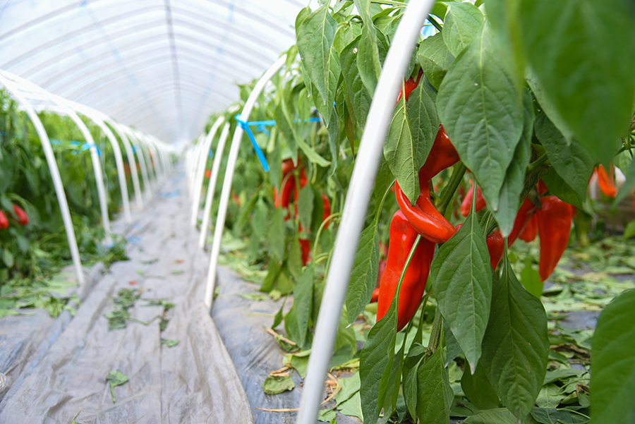 新春到,辣椒红。人民网记者 李希蒙摄