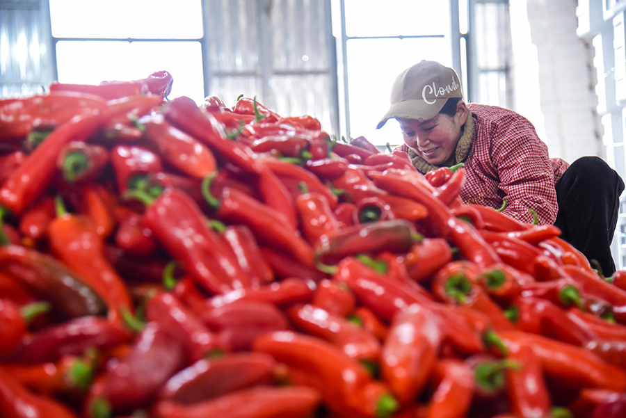 辣椒红映衬着日子红。人民网记者 李希蒙摄