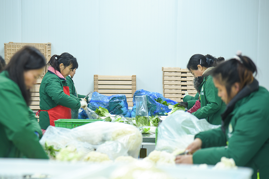 和县蔬菜集团收购中心内,工人正在打包蔬菜。人民网记者 李希蒙摄