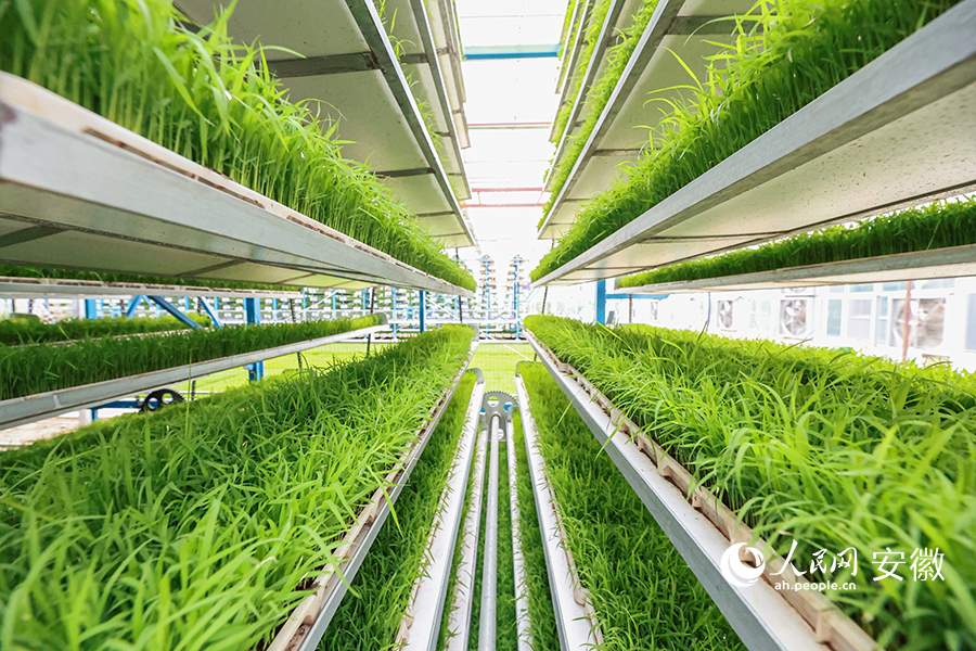 芜湖市繁昌区，立体育秧尽显科技范儿。人民网记者 张俊摄