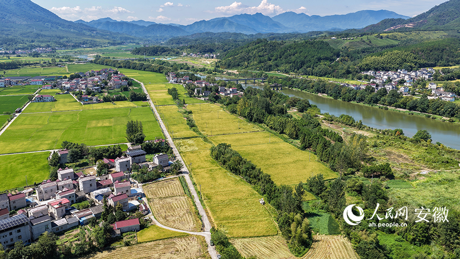 宣城市旌德县，青山环抱的农田丰收在望。人民网记者 张俊摄