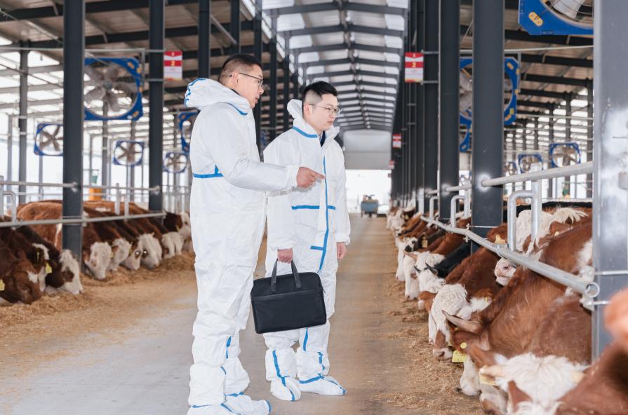 农行客户经理上门走访牛场情况。