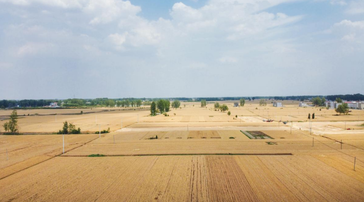 临泉县优质粮食生产基地。齐新亚 摄
