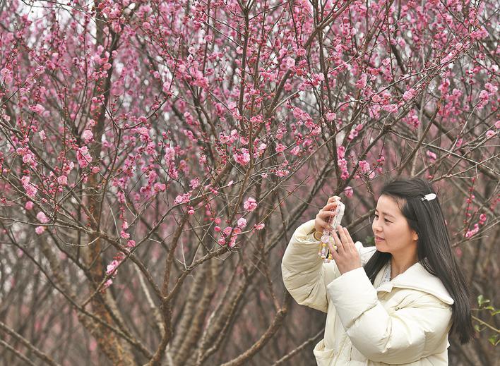 巢湖市庙岗镇清水湾梅花园的千亩梅花次第绽放。