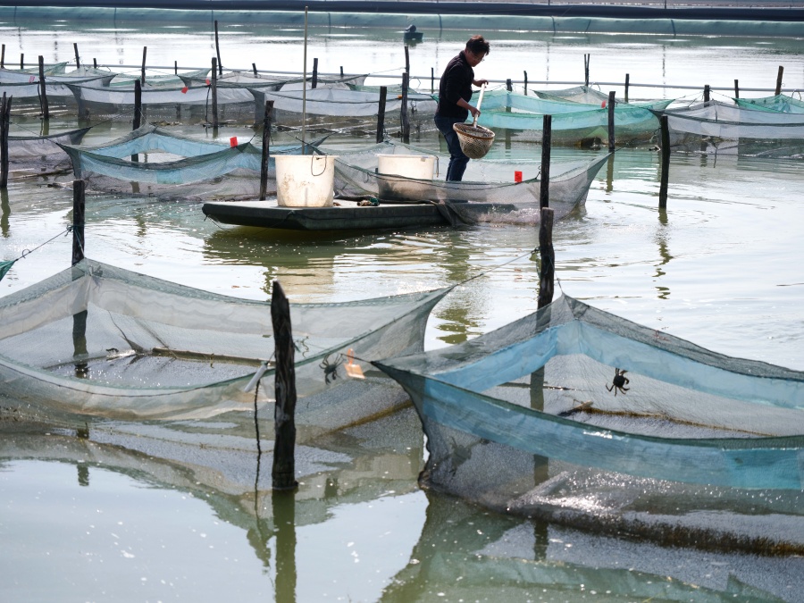 安徽五河:蟹農“變身”主播 拓銷路增收益【3】