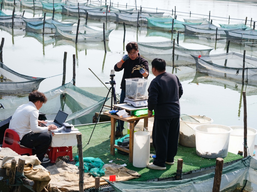 安徽五河：蟹農“變身”主播 拓銷路增收益【6】