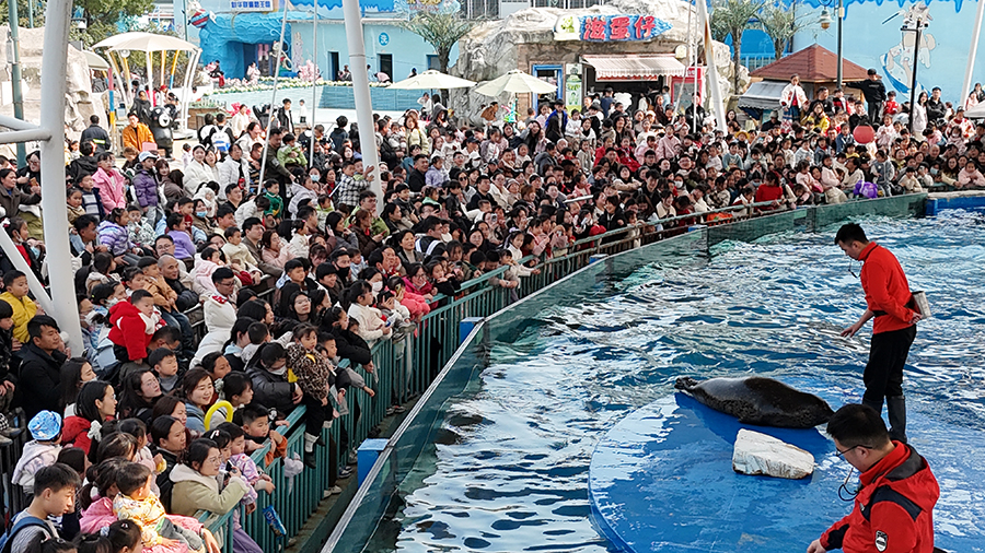游客在海洋公园海豹湾观看表演。芜湖市委宣传部供图