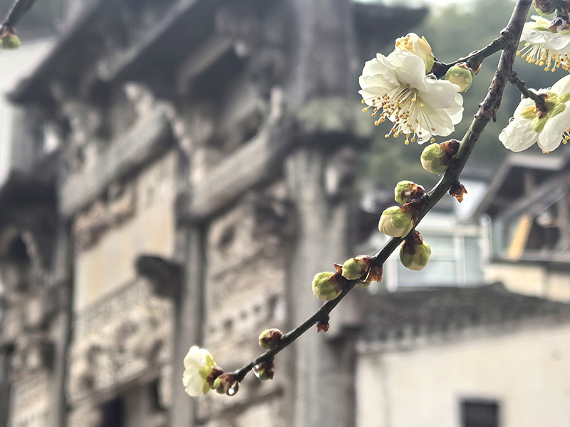 春来发几枝。人民网记者 汪瑞华摄