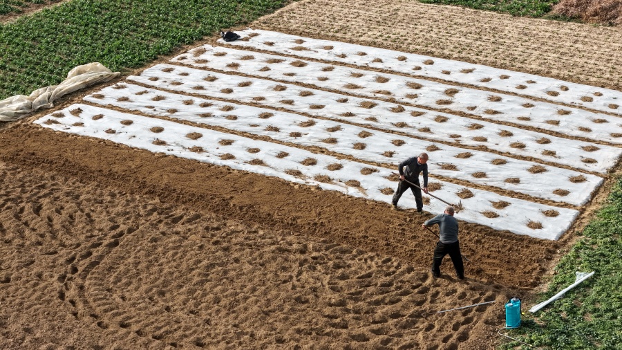 蚌埠五河:菜農節后種菜忙