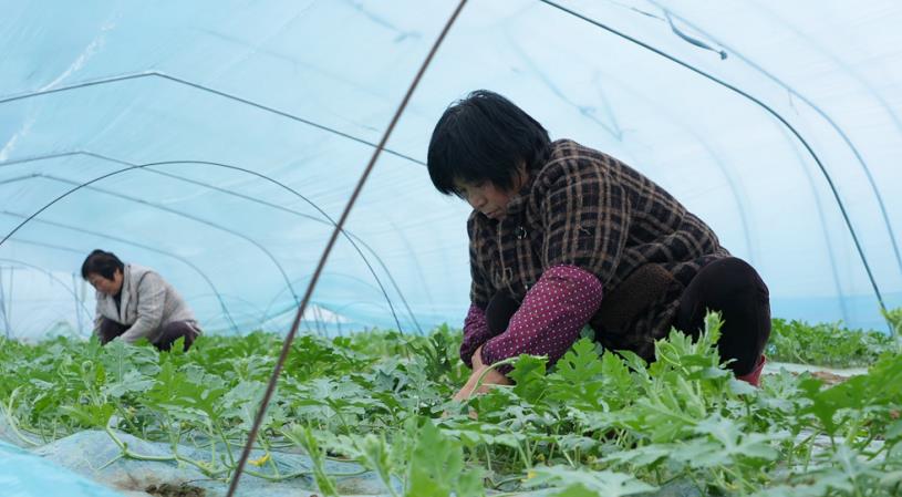 農技員張秀蘭（右）在指導農戶管理西瓜秧苗。劉文化攝
