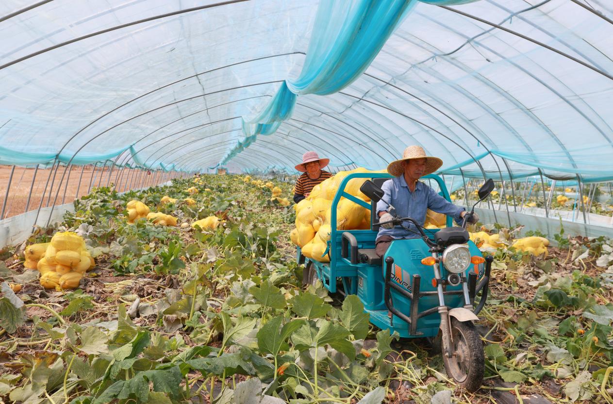 种植户种植金丝绞瓜。泗县县委宣传部供图