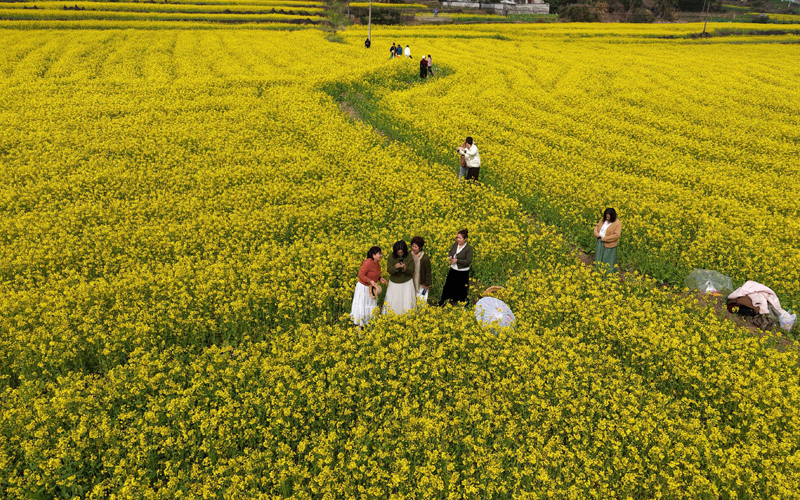 铜陵义安：油菜花海醉游人
