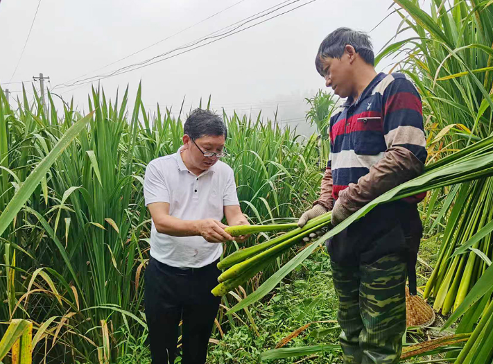 “中国好人”汪品峰在茭白田和群众交流。