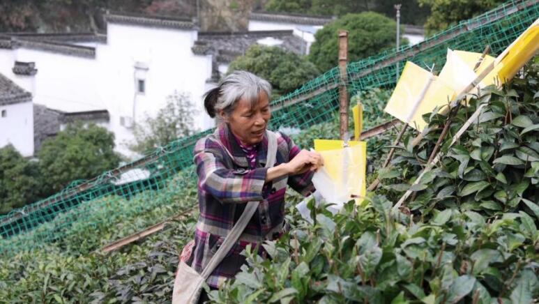 茶农们穿梭在茶树间，按照标准立竹杠、插黄板、撕面纸。
