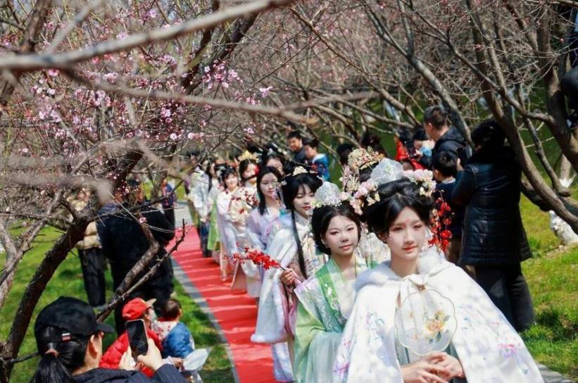 身着各式汉服的学子们穿梭于盛放的梅林间。