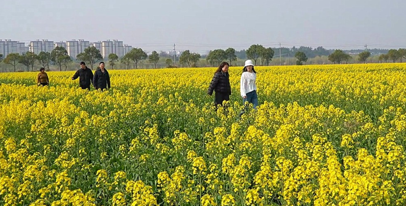 油菜田中的賞花游客。