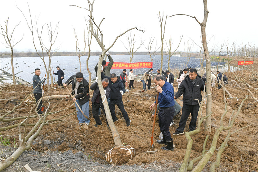 义务植树活动。