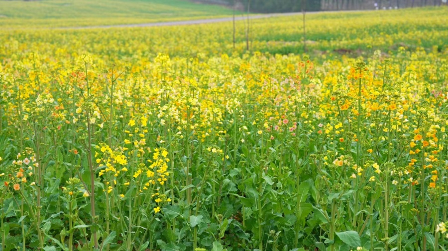 合肥庐阳这片彩色油菜花海超出片【2】
