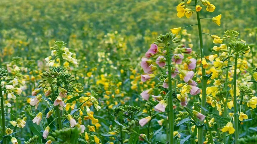 合肥庐阳这片彩色油菜花海超出片【3】