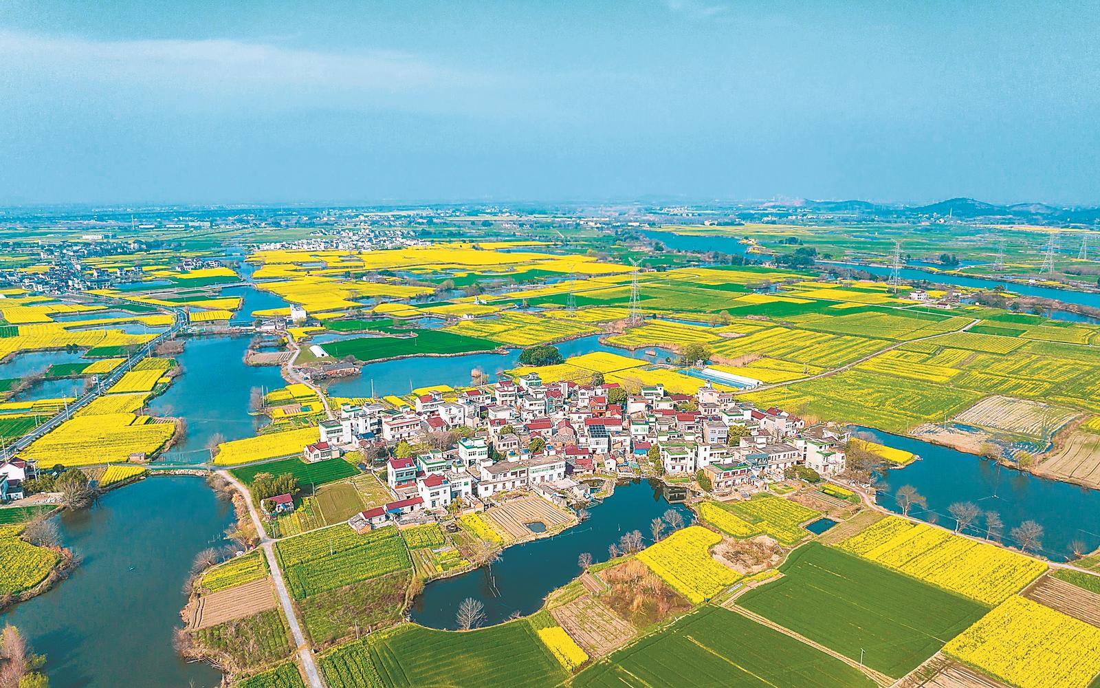 3月8日,蕪湖市弋江區峨橋鎮響水澗,油菜花海與周邊村庄、河道相映成趣,繪就一幅秀美的春日田園畫卷。本報通訊員 張明偉 攝