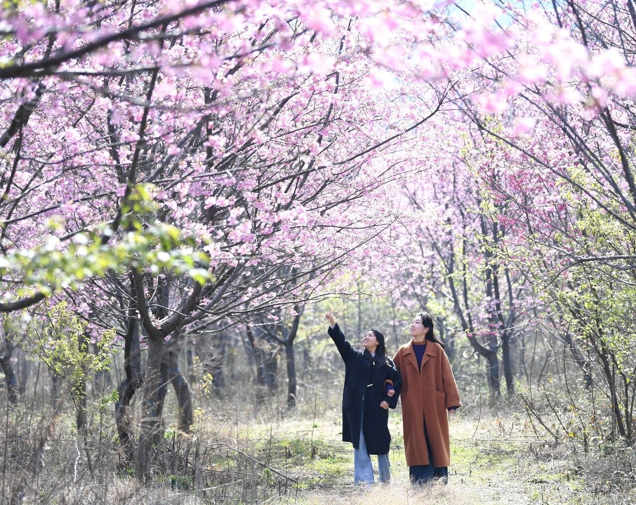 300多亩樱花竞相绽放。