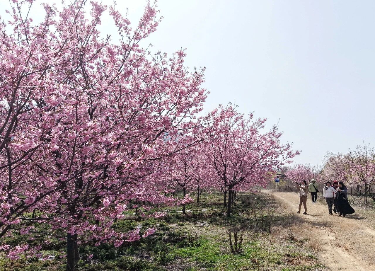 慕名而来的市民游客。