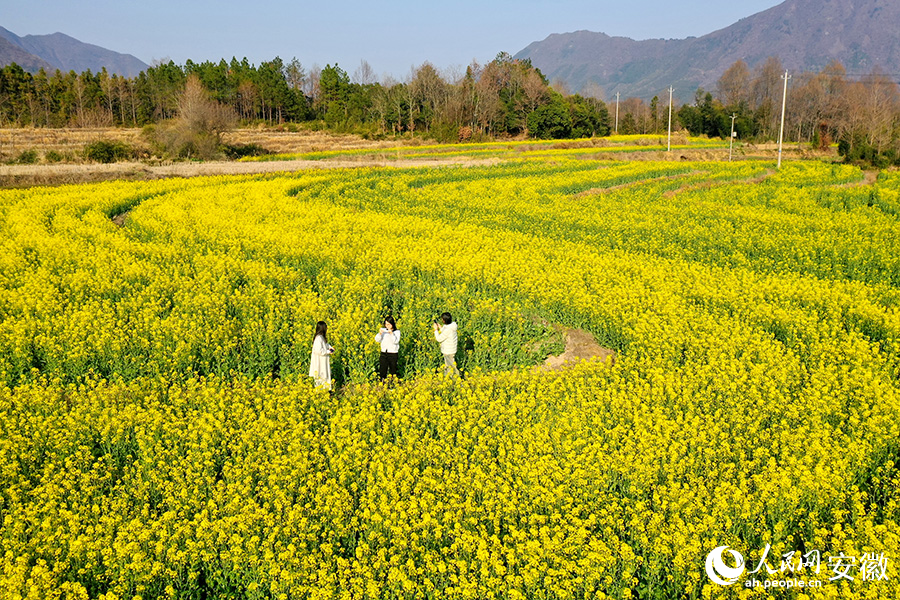 游客在花海中打卡拍照。人民網記者 陳若天攝