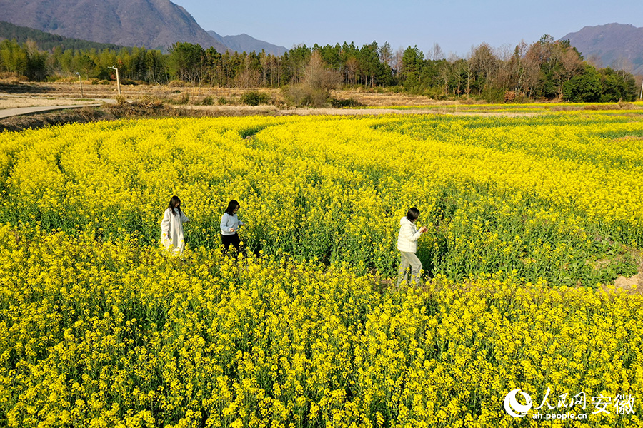 游客在花海中打卡拍照。人民網記者 陳若天攝